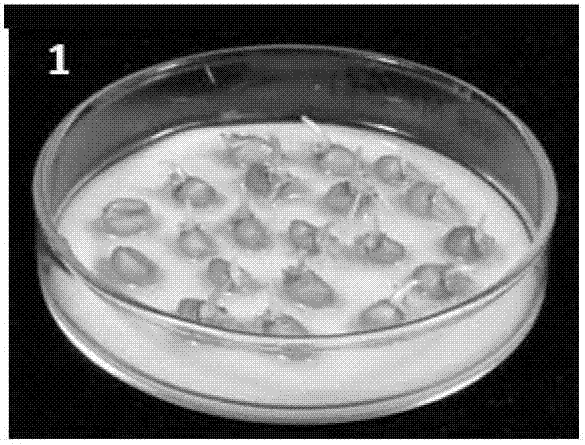 Method for increasing purity of plant variety