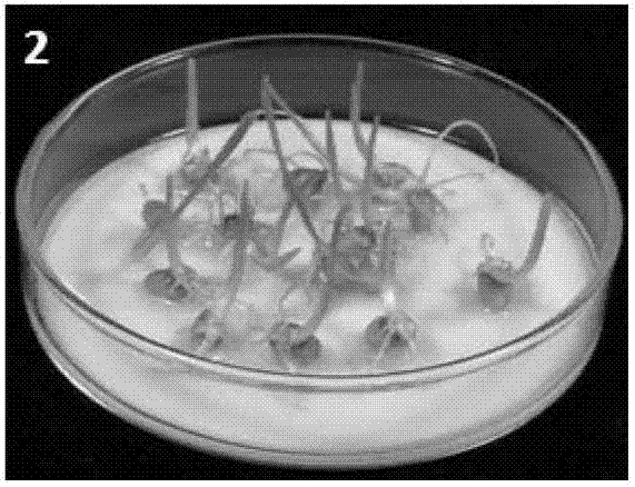 Method for increasing purity of plant variety