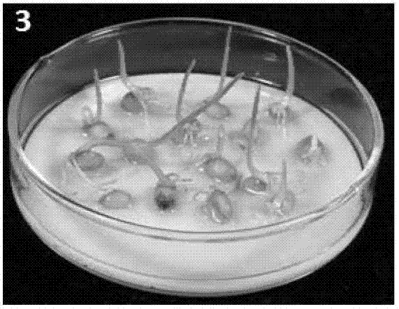 Method for increasing purity of plant variety