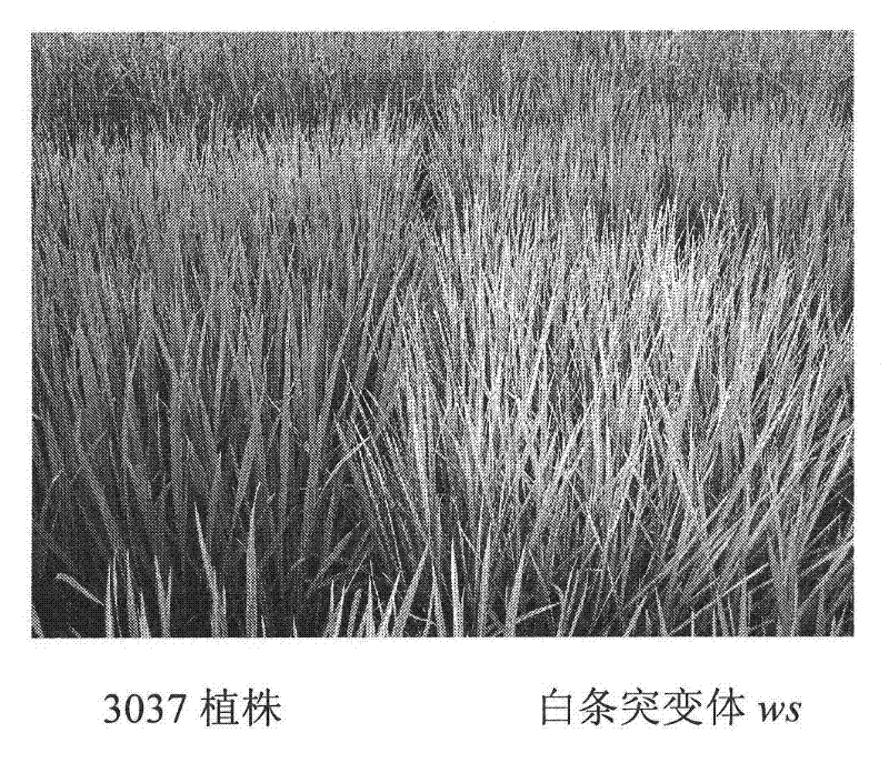 Protein capable of promoting chloroplast development and coding gene and application thereof