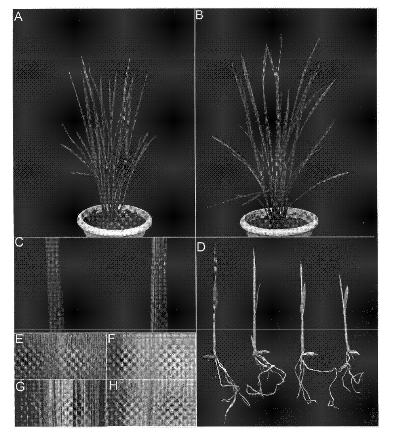 Protein capable of promoting chloroplast development and coding gene and application thereof