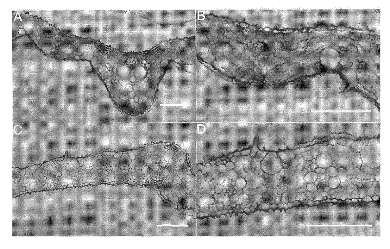 Protein capable of promoting chloroplast development and coding gene and application thereof