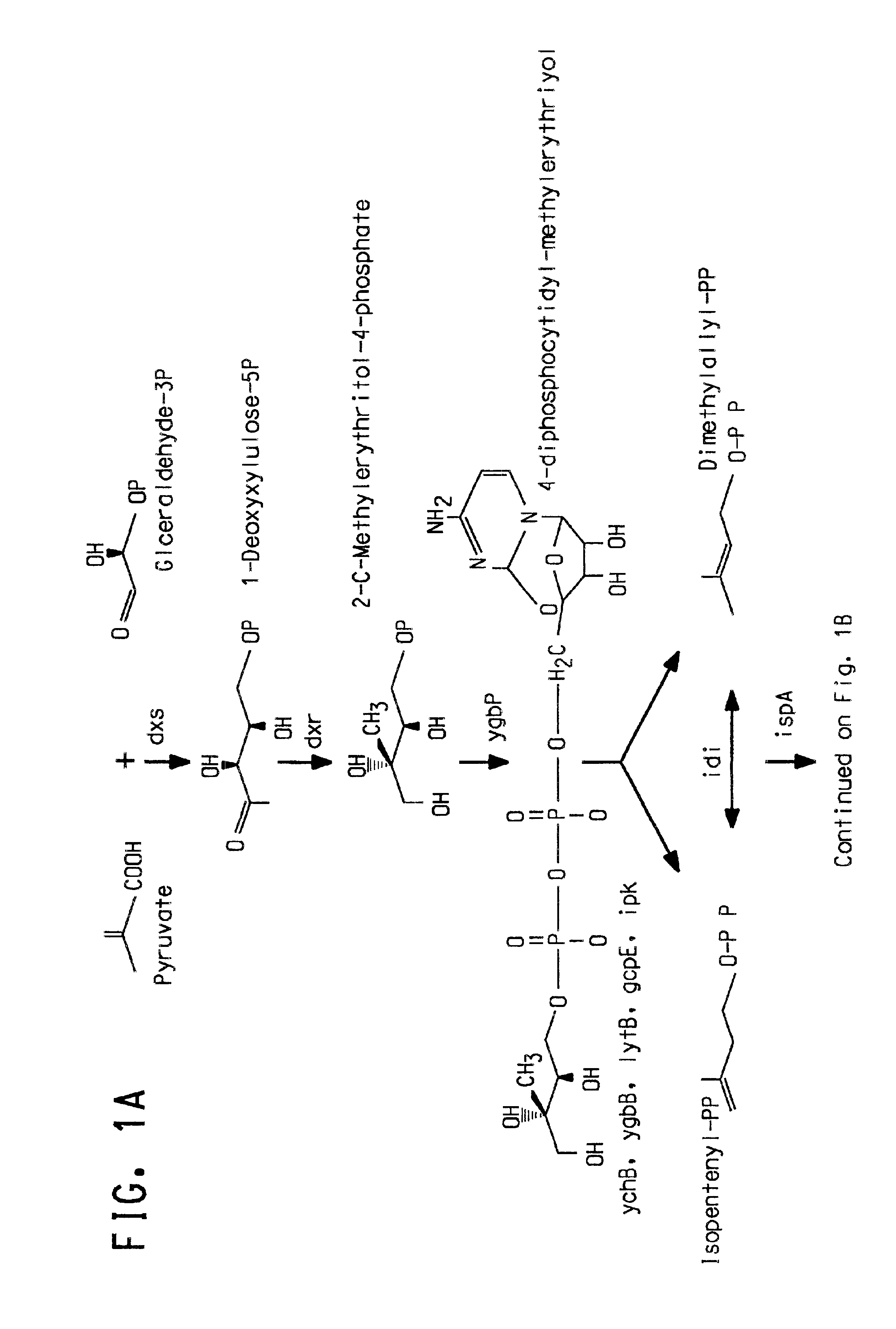 Carotenoid production from a single carbon substrate