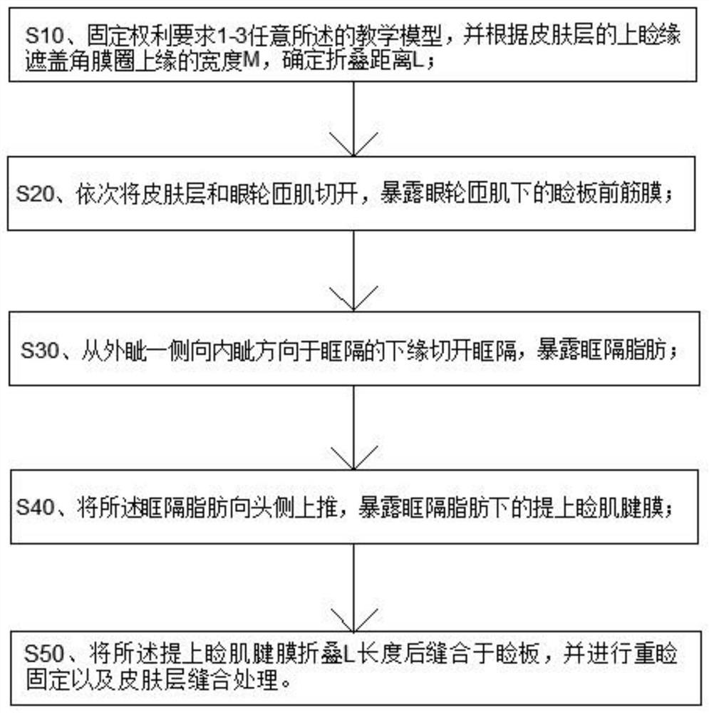 Teaching model for lifting aponeurosis tightening through double eyelid incision and operation method