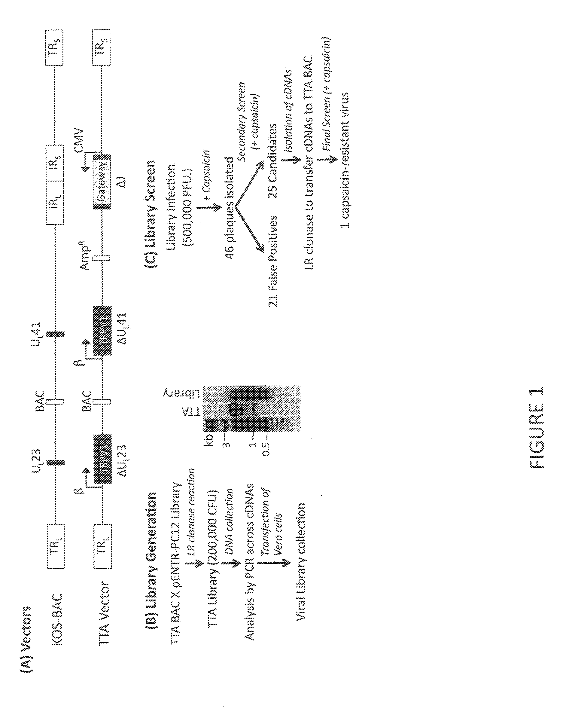 TRPV1 modulatory gene product that affects TRPV1-specific pain behavioral responses identified in a functional screen of an HSV-based cDNA library