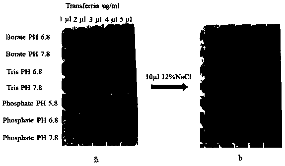 Method for quantifying transferrin in human serum by nanogold labeling and liquid chromatography mass spectrometry