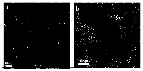 Method for quantifying transferrin in human serum by nanogold labeling and liquid chromatography mass spectrometry