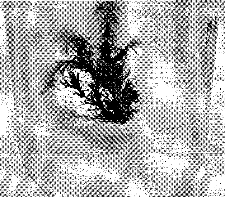 Method for quickly breeding Louisiana cypress in-vitro