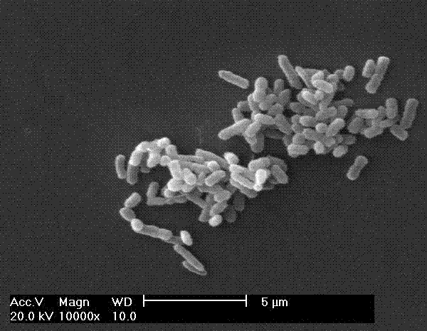 Application of Agromyces sp. MT‑E in Degradation of Various Phthalates