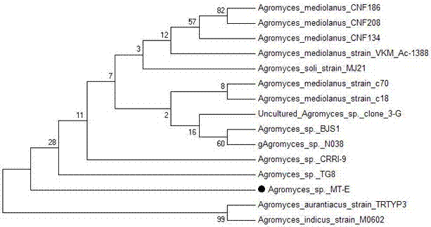 Application of Agromyces sp. MT‑E in Degradation of Various Phthalates