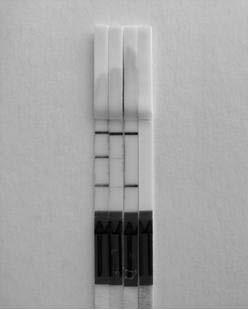 Primer probe group for detecting mycobacterium tuberculosis complex and rpoB mutation based on multi-enzyme isothermal rapid amplification technology and application of primer probe group