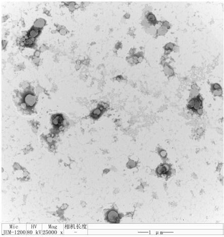 A kind of doxycycline controlled-release quaternary ammonium salt chitosan-liposome composite nanoparticle with pH responsiveness and preparation method thereof