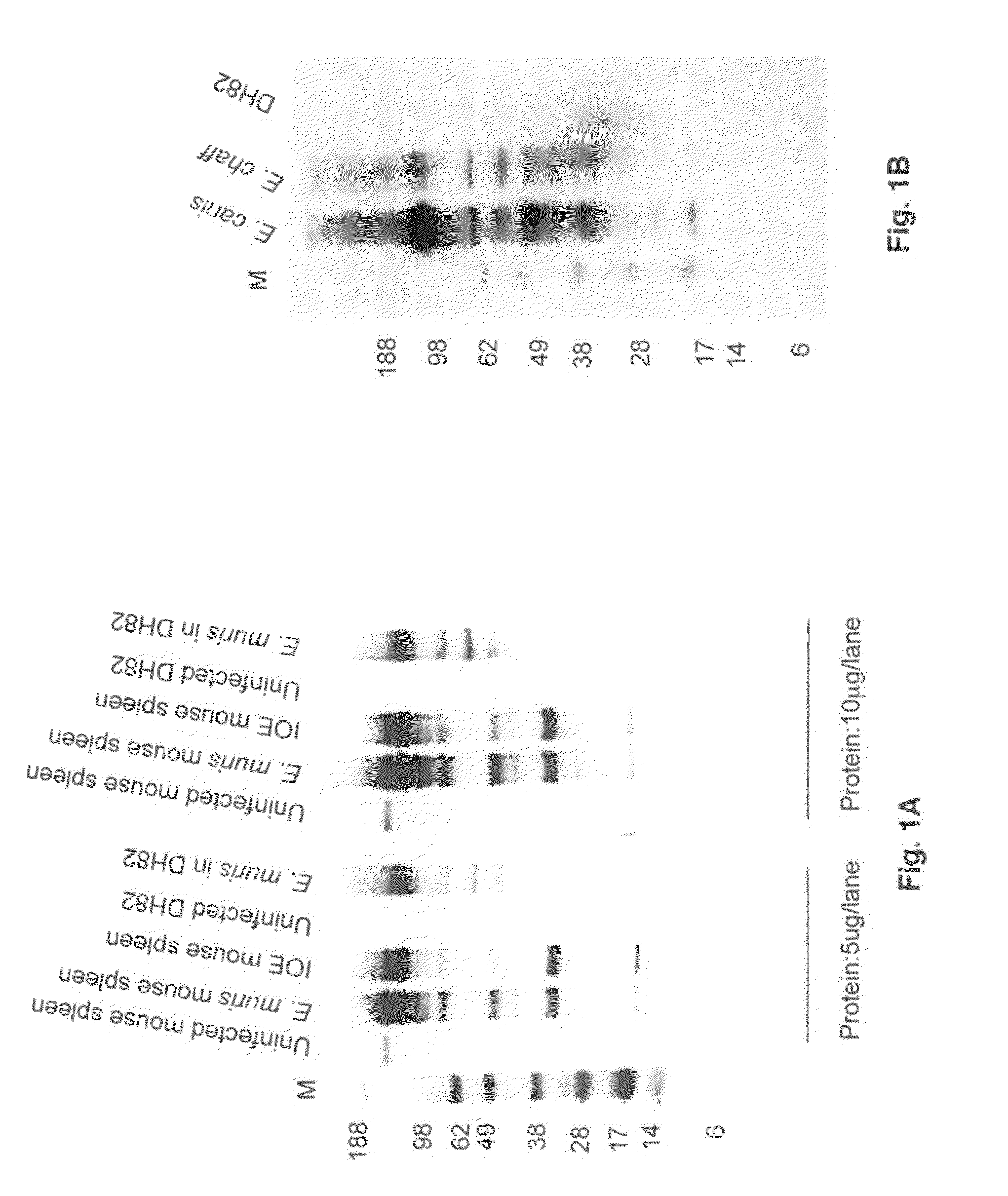 Method of diagnosing and treating Ehrlichia