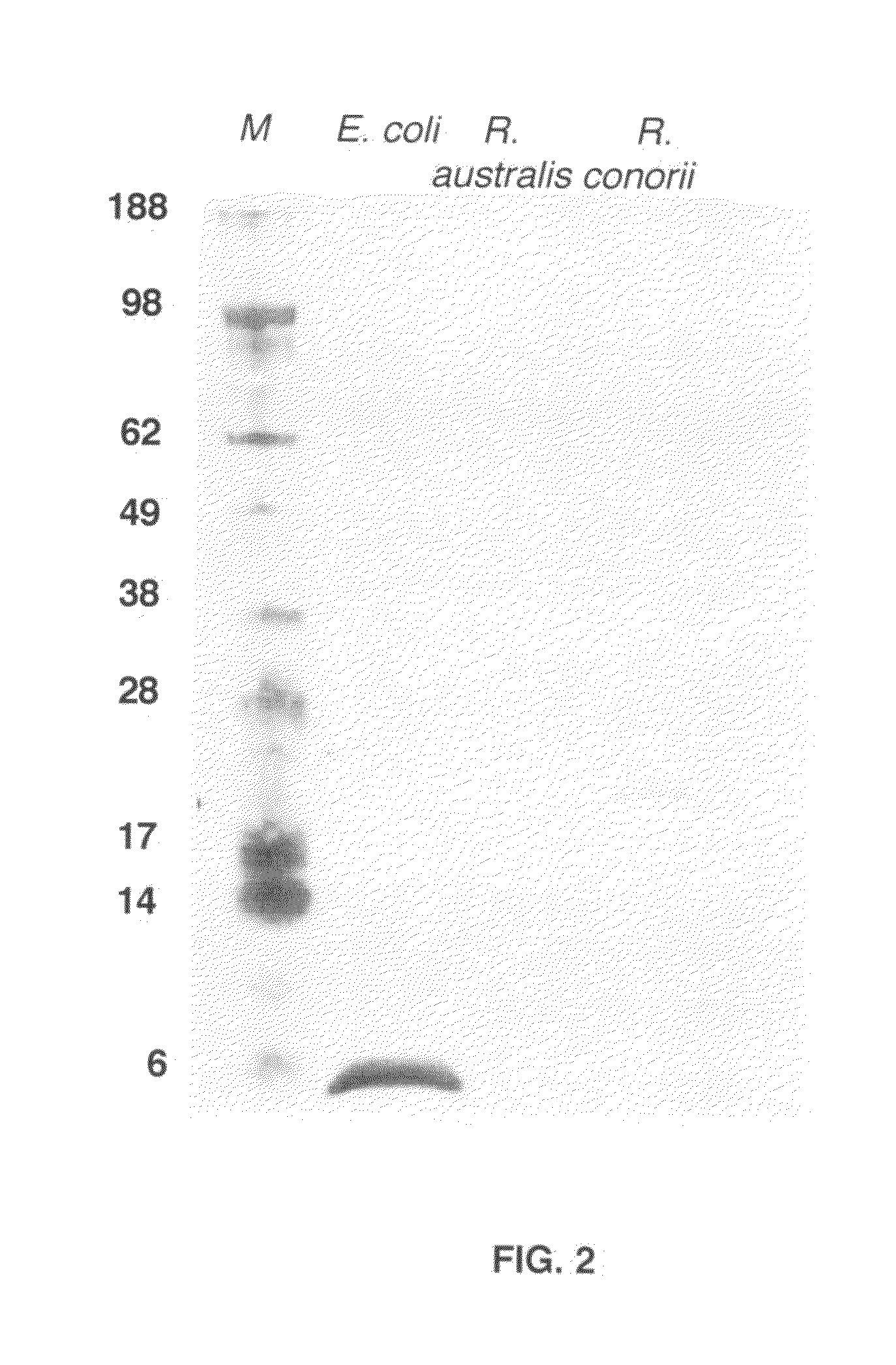 Method of diagnosing and treating Ehrlichia