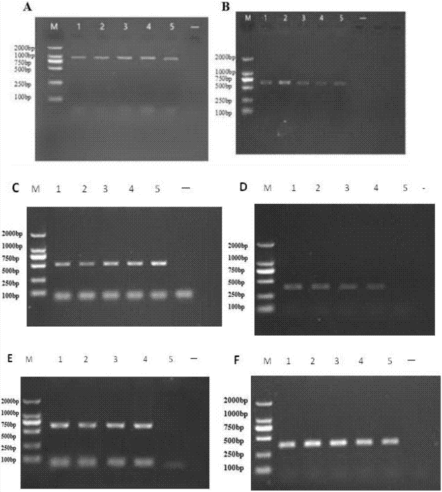 Multiple nested PCR (polymerase chain reaction) detection primer, kit and method for Neospora caninum, Brucella abortus and infectious bovine rhinotracheitis virus