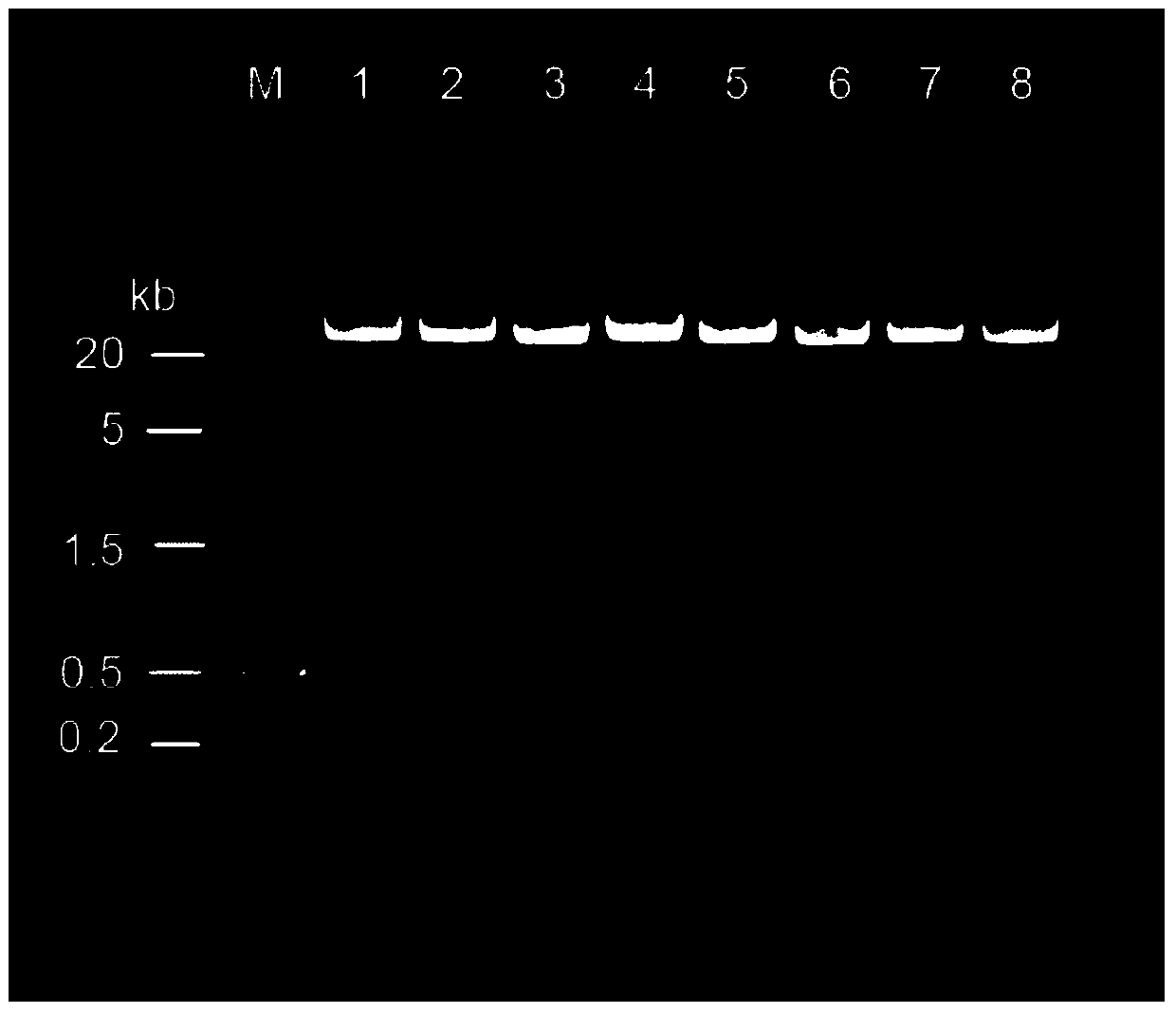 A method for extracting genome dna from holly