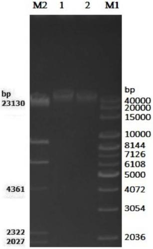 A method for extracting genome dna from holly