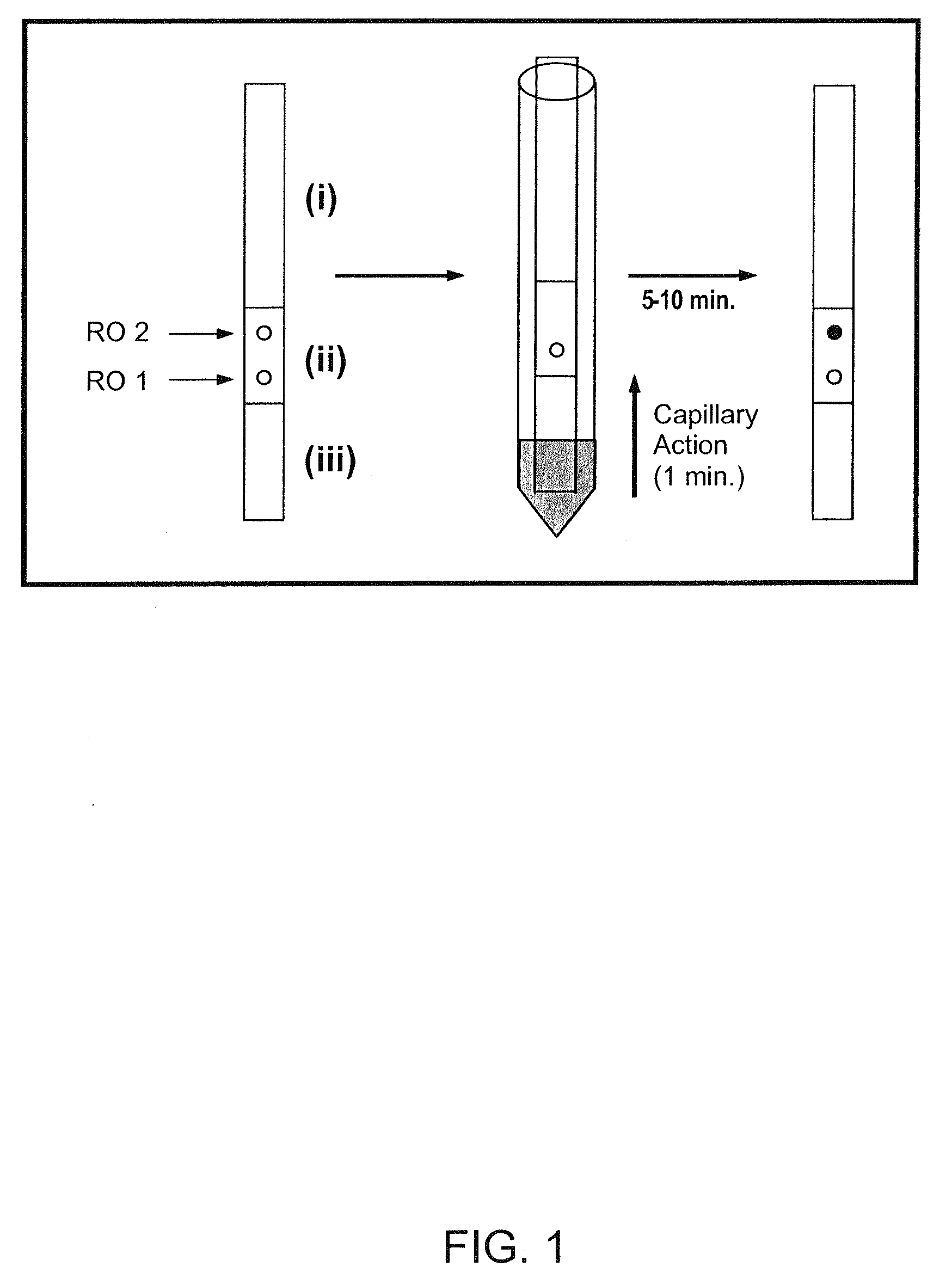 Linear nucleic acid and sequence therefor