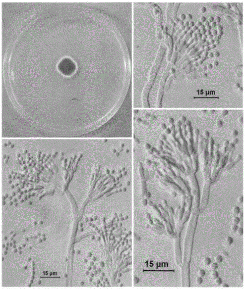 Pure-fermenting method for preparing mirabilitum praeparatum and application thereof