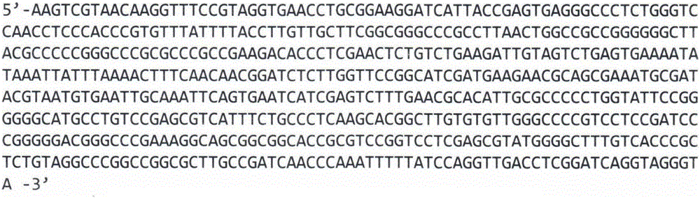 Pure-fermenting method for preparing mirabilitum praeparatum and application thereof