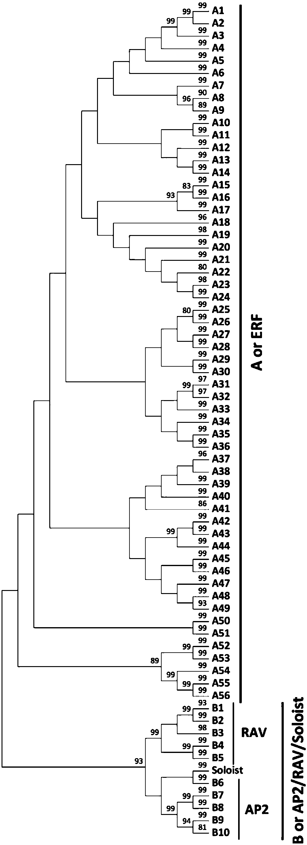 Peach transcription factor PpERF.A16 gene, protein as well as recombinant expression vector and application thereof