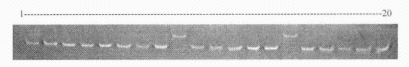 Porphyra haitanensis molecular marker-assisted selection breeding method