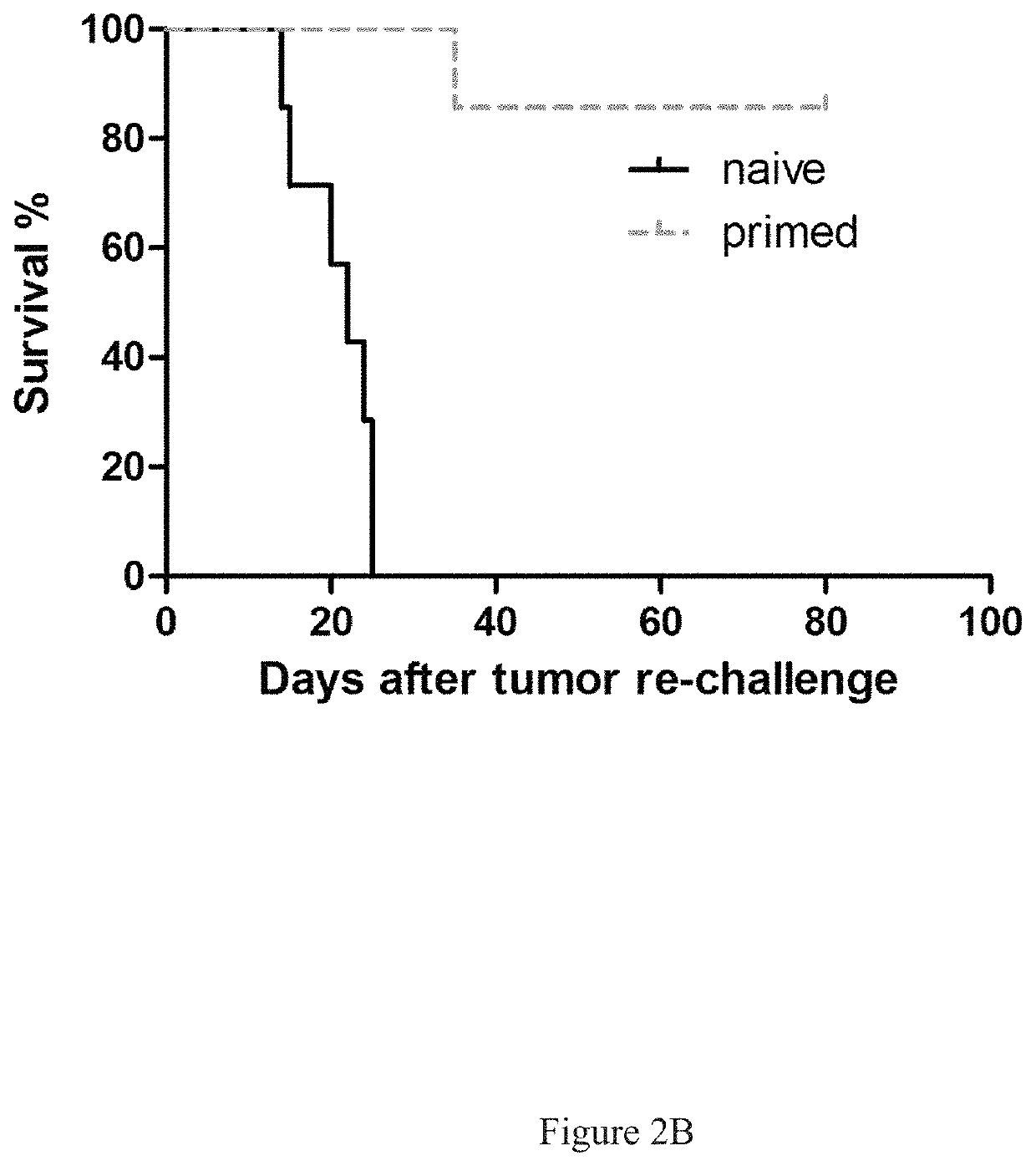 Anti-HER2 combinations for treating tumors