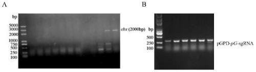 CRISPR/dCas9 vectors for improving expression level of gliotoxin biosynthetic gene and construction method and application of CRISPR/dCas9 vectors