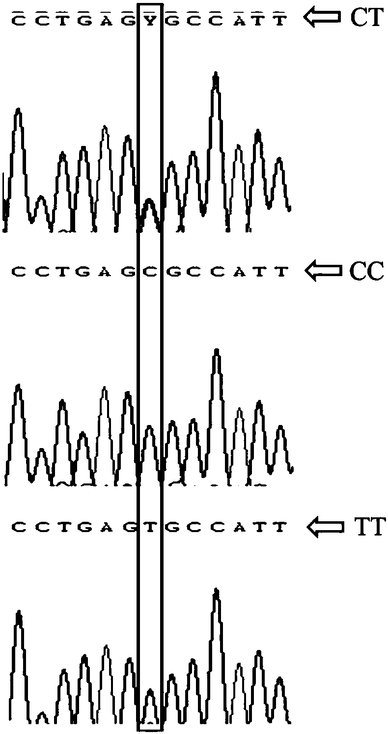 Molecular marker relevant to laying duck egg laying performance and application thereof in breeding