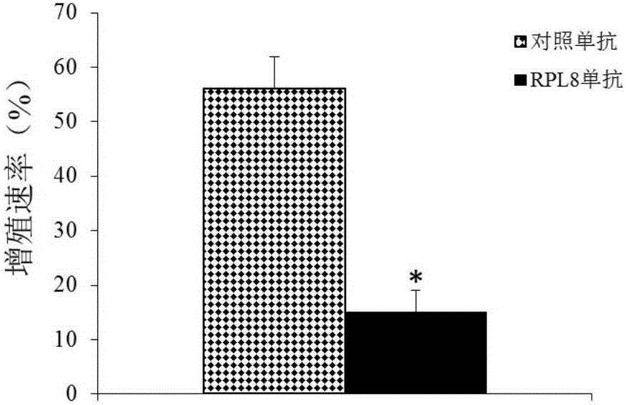 Application of RPL8 to preparation of tool for diagnosing or treating multiple myeloma