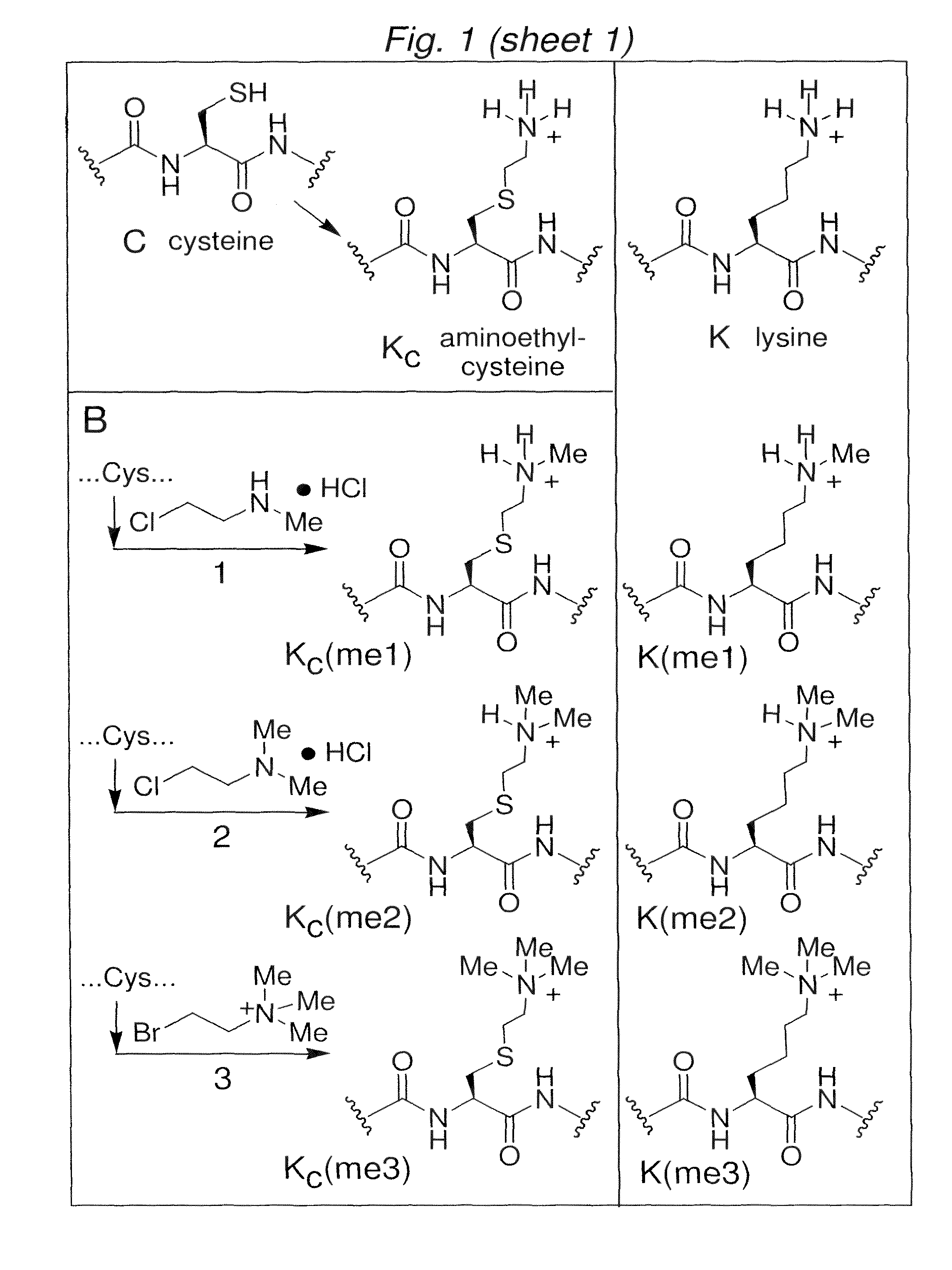 Site-specific installation of methyl-lysine analogues into recombinant histones