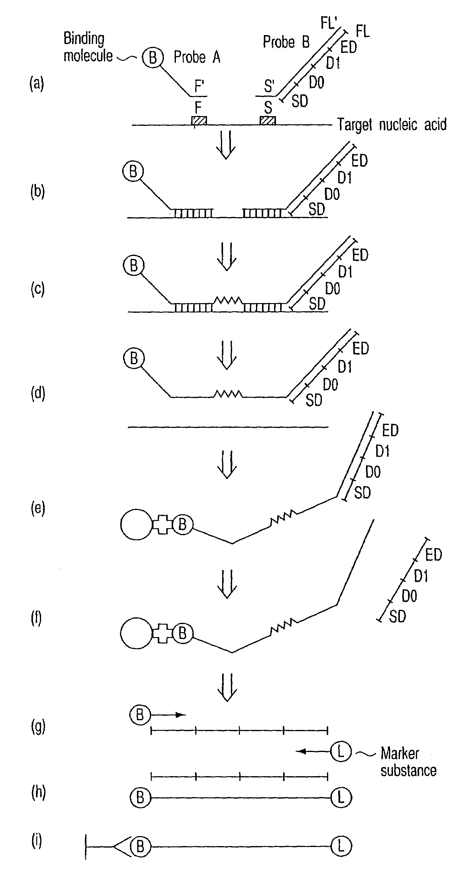 Method of detecting nucleic acid