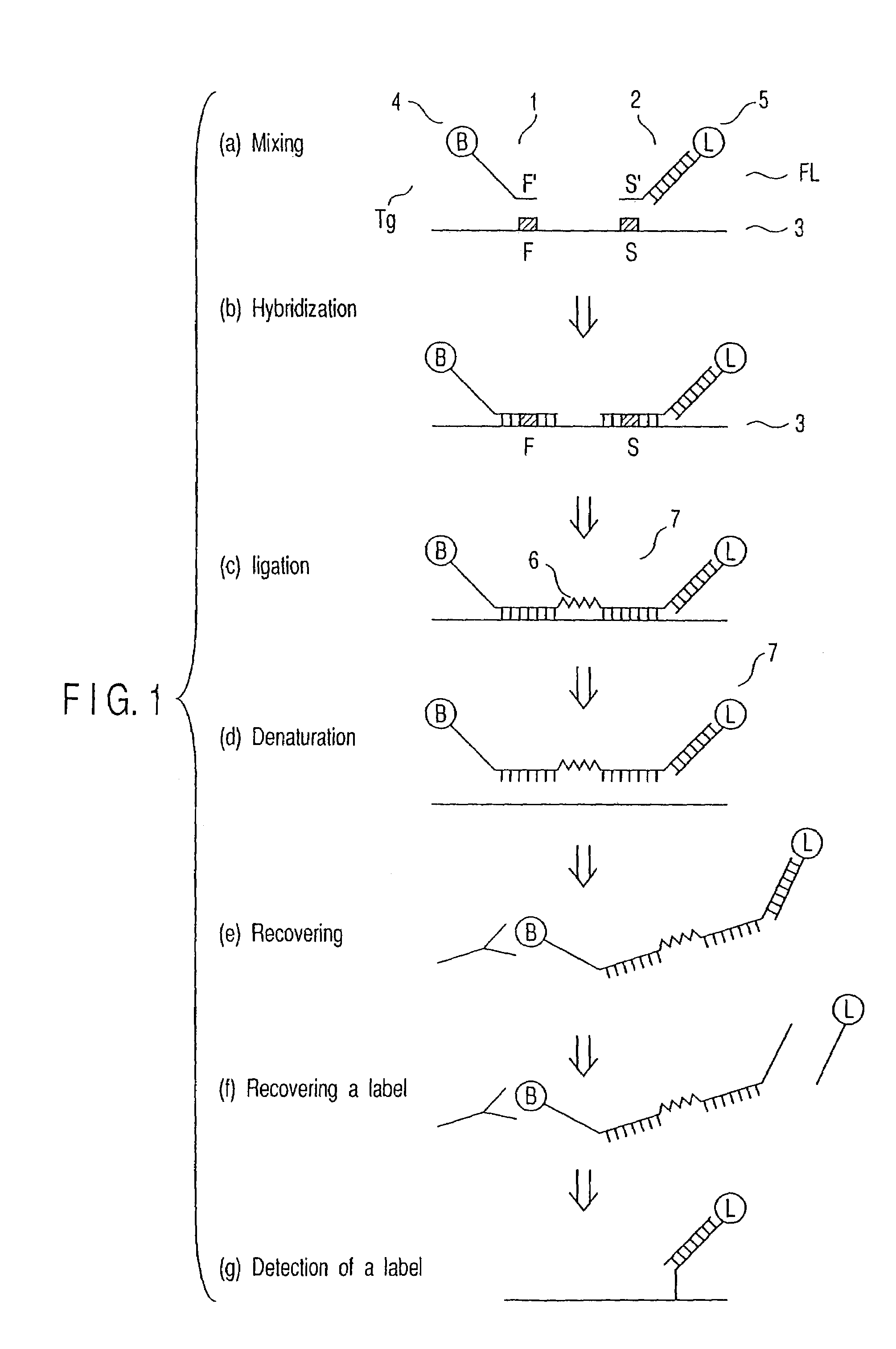 Method of detecting nucleic acid