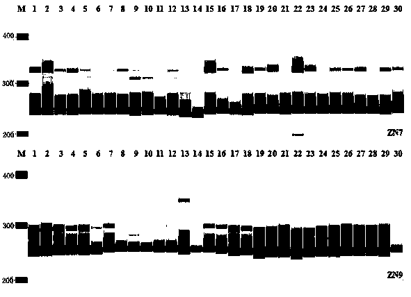 Cucurbita moschata transcriptome simple sequence repeat (SSR) molecular marker primer and application thereof