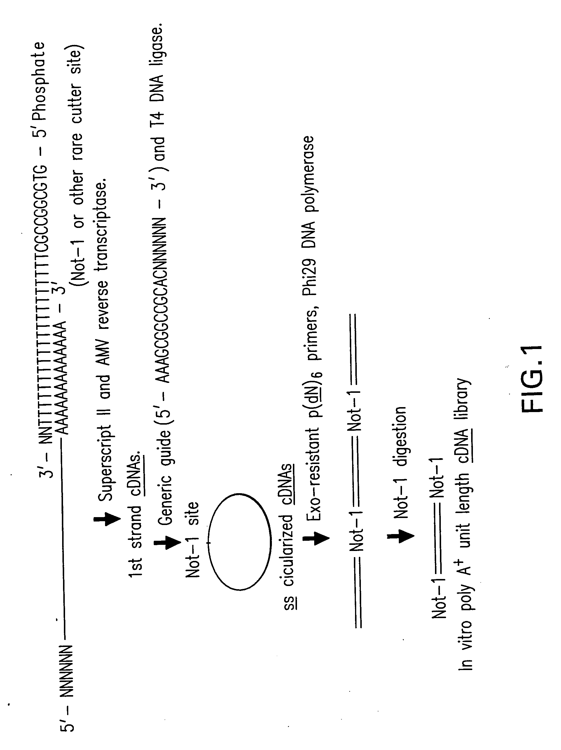 Rolling circle amplification of RNA