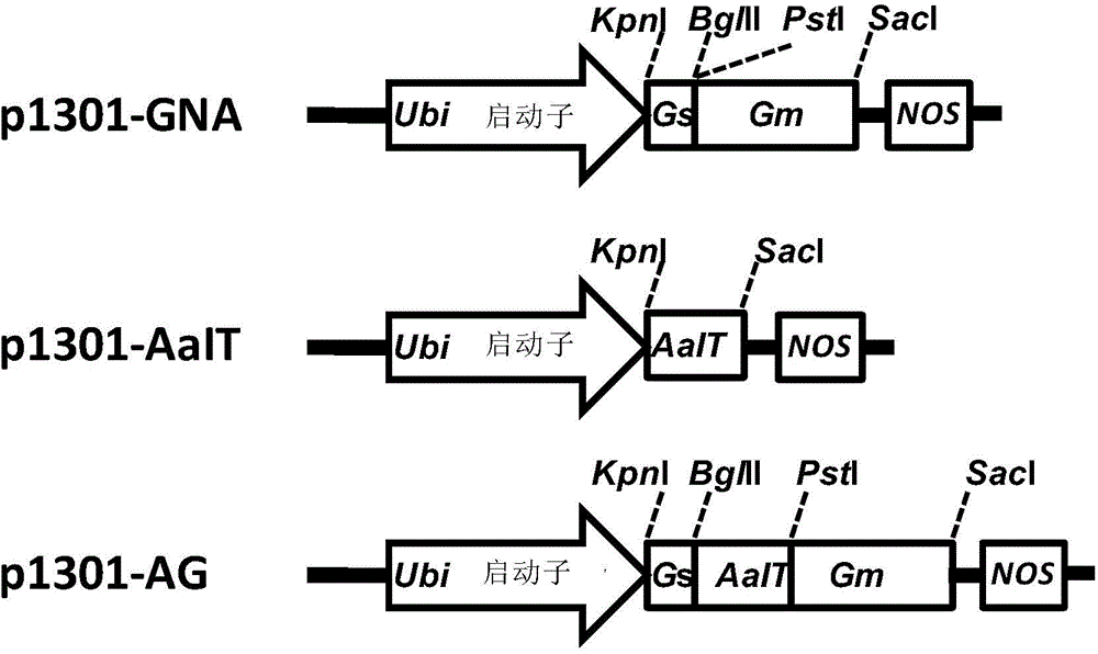 Fusion protein for improving insect resistance of plants and application thereof