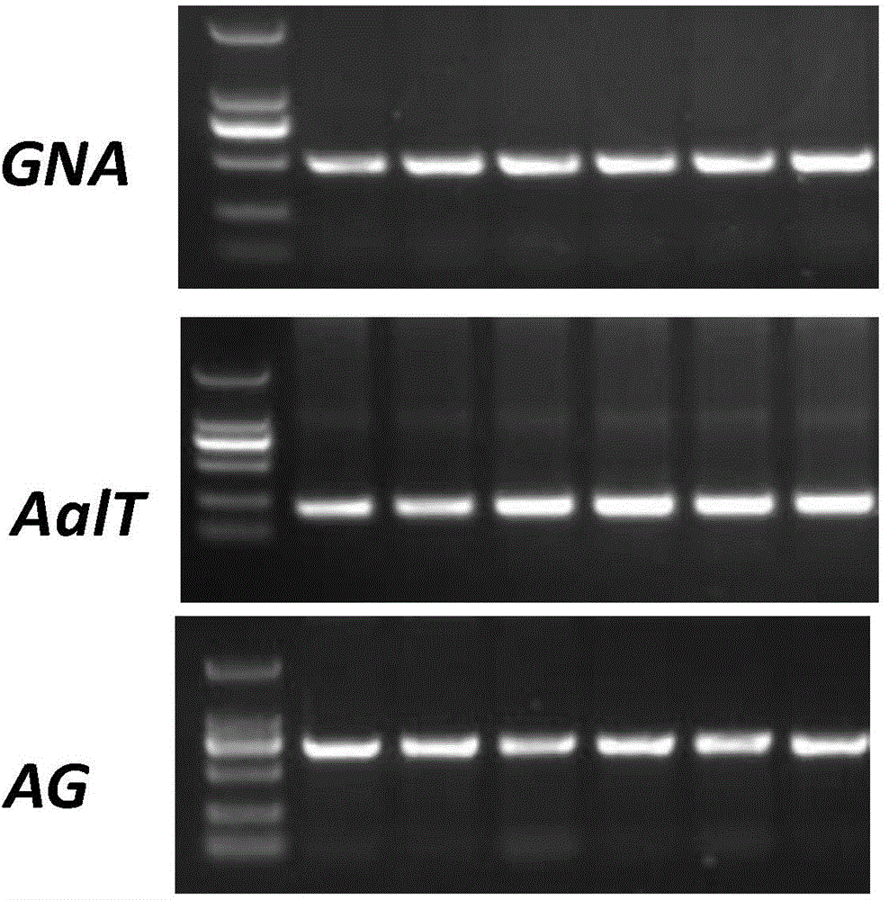 Fusion protein for improving insect resistance of plants and application thereof