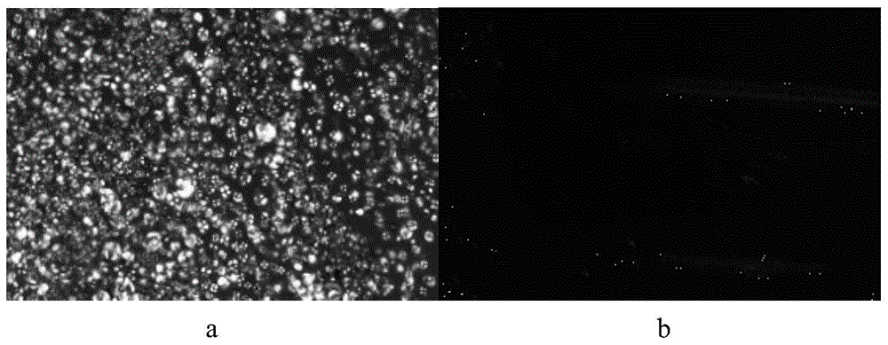 Liquid crystal polymer with ion groups and preparation method for liquid crystal polymer