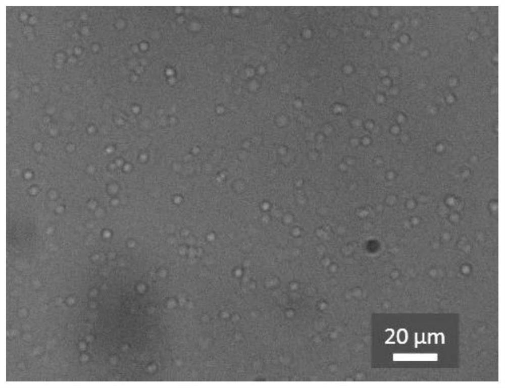 Preparation and Application of Ultrasonic Contrast Agents Derived from Natural Cell Membranes