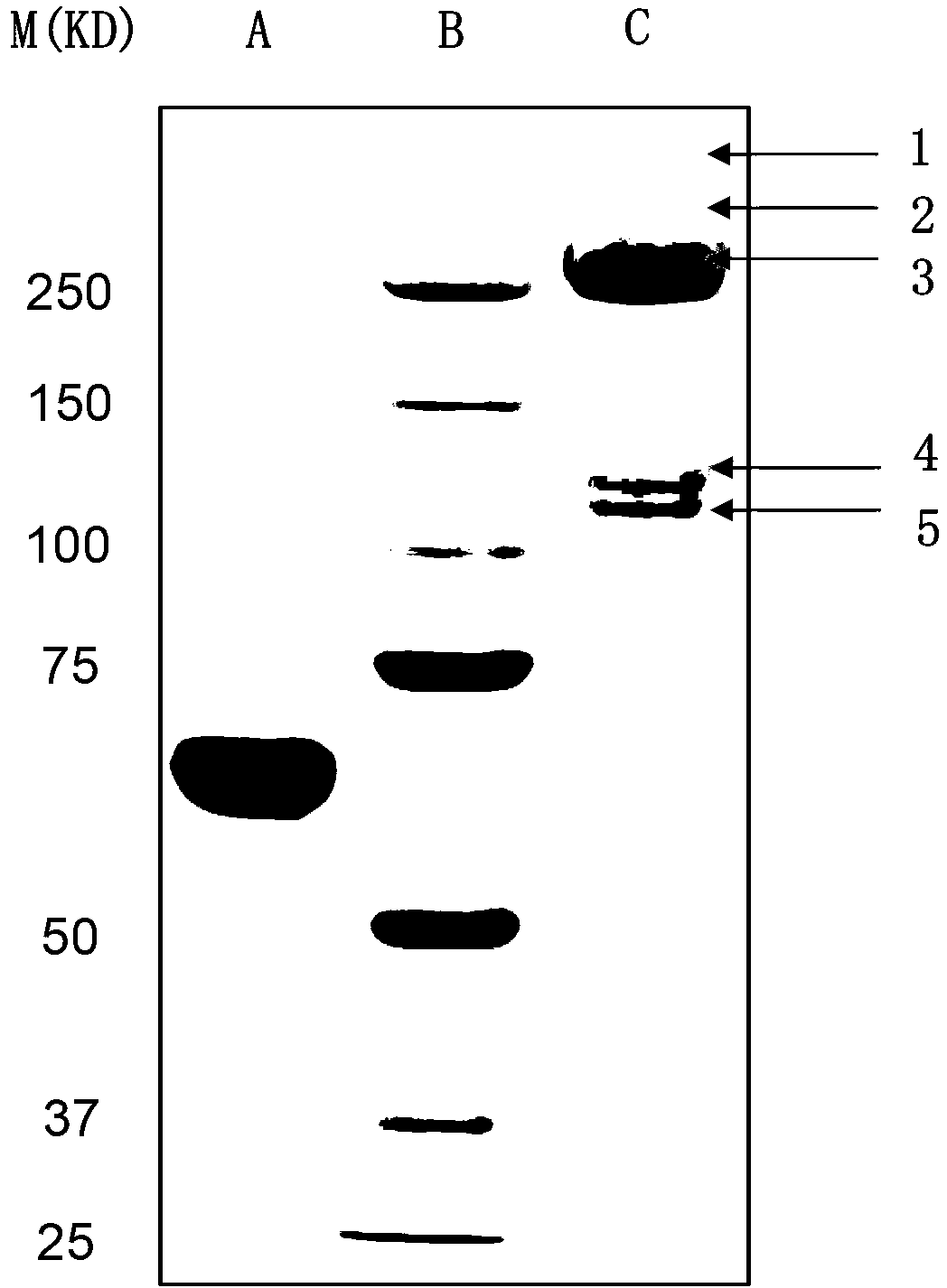 Preparation method of fish-skin collagen for medical biomaterial