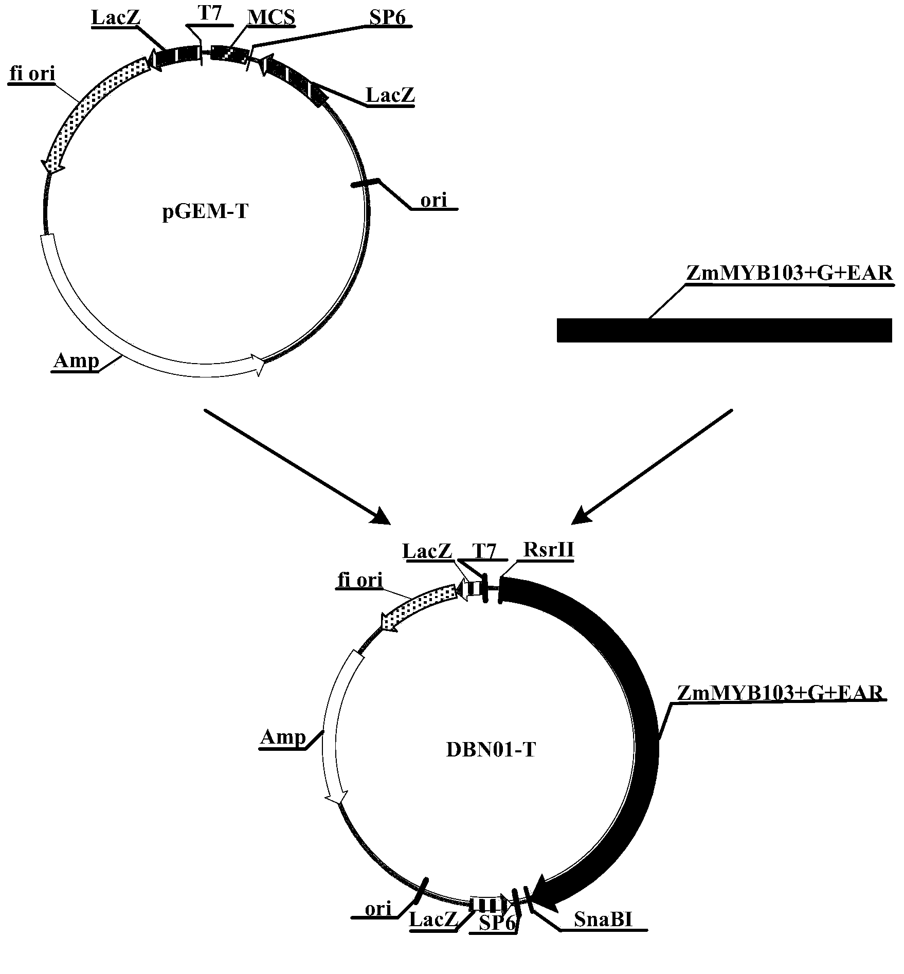 Nucleotide sequence capable of mediating plant male fertility and method of using nucleotide sequence