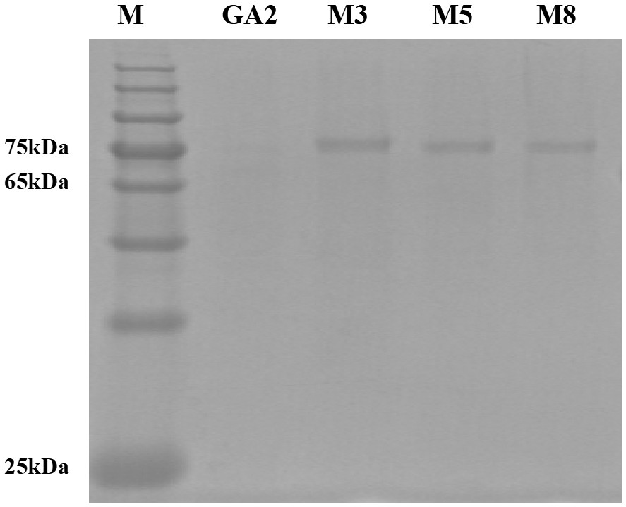 Glucamylase mutant M5 with increased secretory expression quantity as well as gene and application thereof