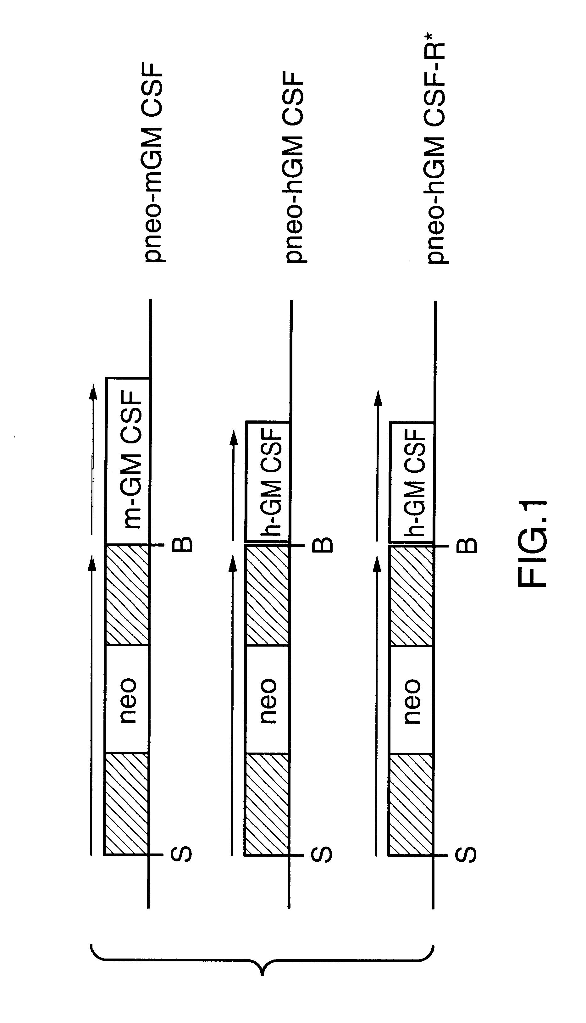 Macrophage-infecting parasites expressing a granulocyte macrophage colony stimulating factor