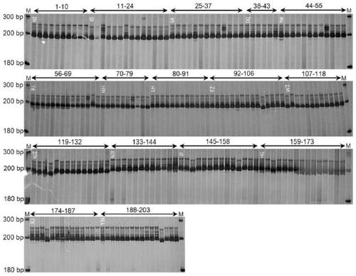 Physalis angulata cpSSR-labeled primer developed based on chloroplast genome sequence and its application