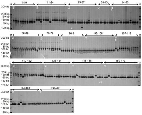 Physalis angulata cpSSR-labeled primer developed based on chloroplast genome sequence and its application