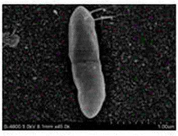 Method for screening anti-black rot mutant plants with cabbage free microspores