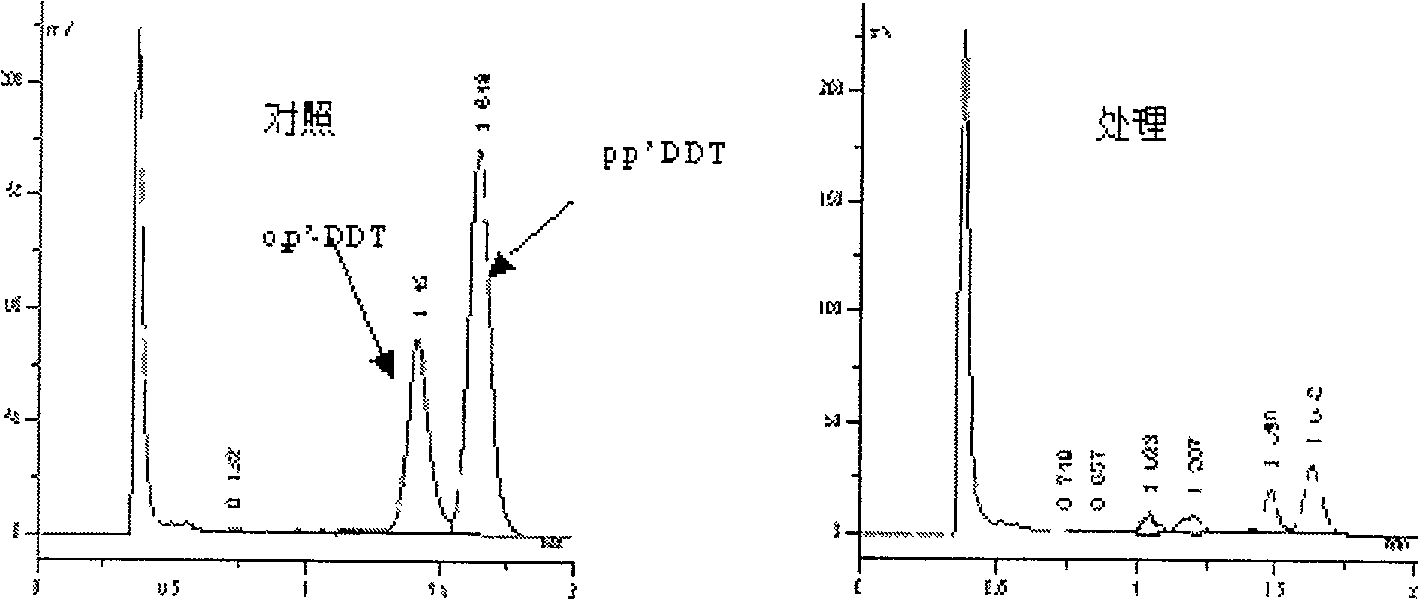 DDT pesticide residue degradation bacterium and produced bacterium agent