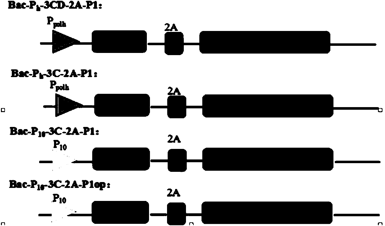 Recombinant baculovirus vector, virus like particle, preparation method and use