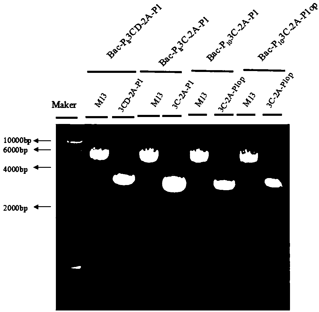 Recombinant baculovirus vector, virus like particle, preparation method and use