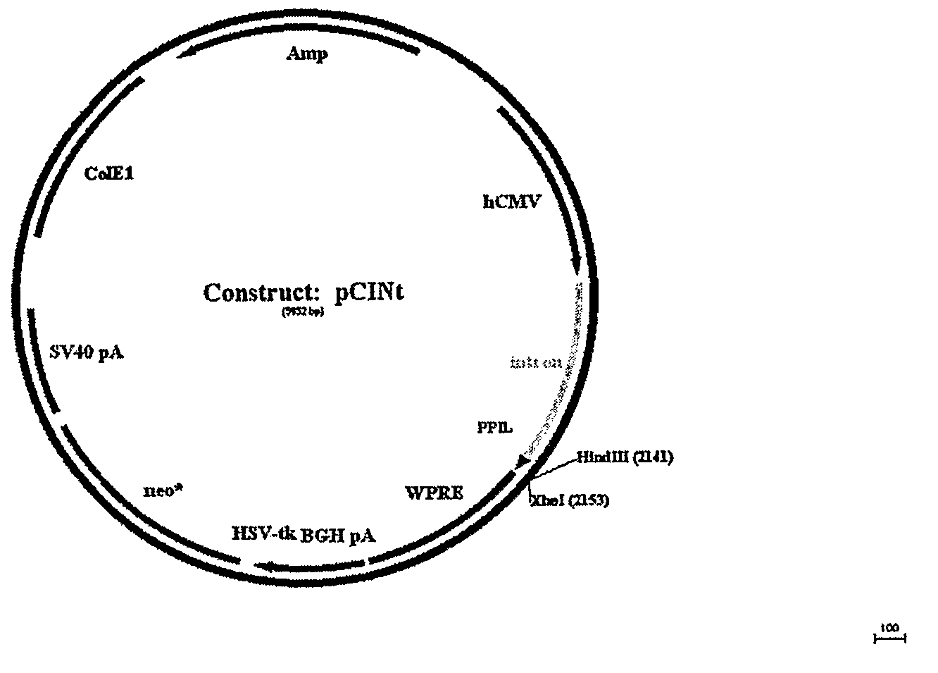 Manufacture of Highly Phosphorylated Lysosomal Enzymes and Uses Thereof